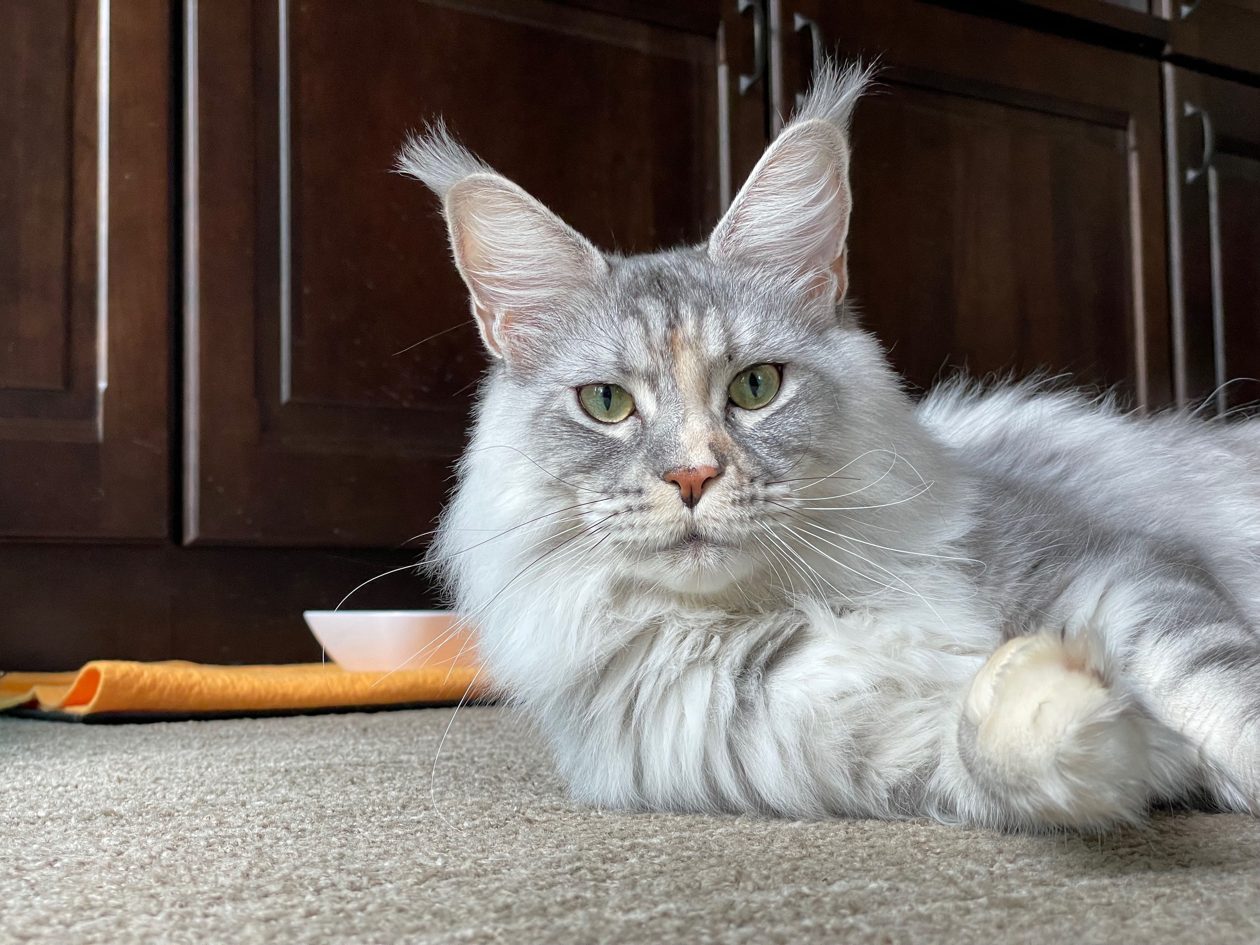 Anjou resting indoors with tall ears and fluffy white cheek fur visible.